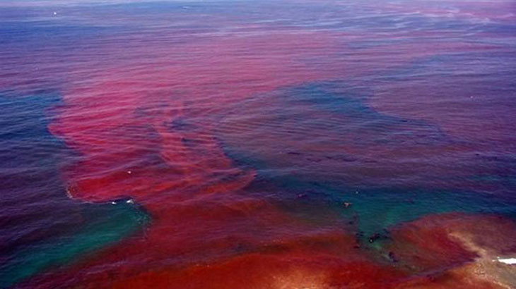 Red Tide Watch: 4 Things You Need to Know